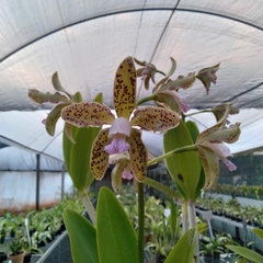 Guttata coerulea