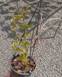 Dendrobium pierardii - comprar online