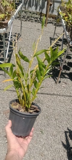 Dendrobium fimbriatum oculatum na internet