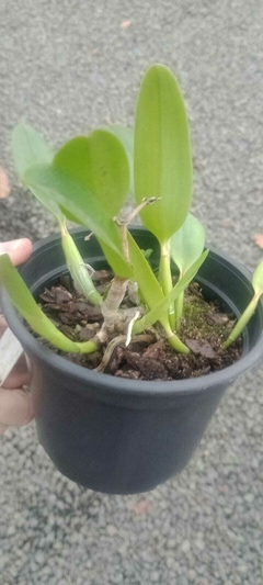 Laelia praestans - comprar online