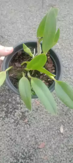 Laelia praestans na internet