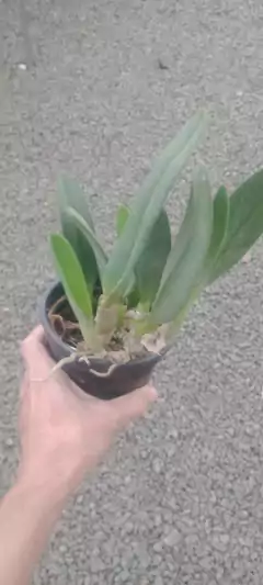 Brassavola glauca na internet