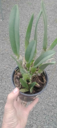 Brassavola glauca - comprar online