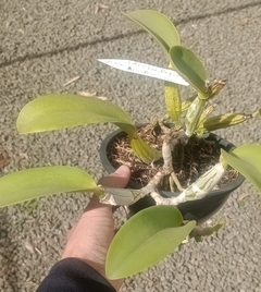 Walkeriana alba - comprar online