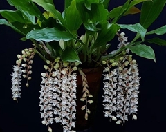 Pholidota chinensis