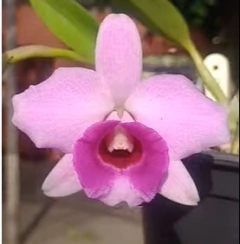 Laelia praestans