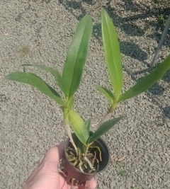 Epidendrum stamfordianum - comprar online