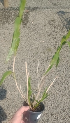 Dendrobium smilliae - comprar online