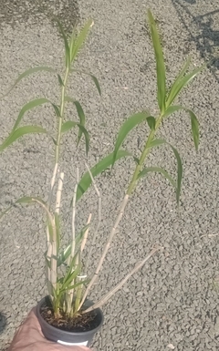 Dendrobium smilliae na internet