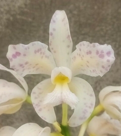 Amethystoglossa albescens