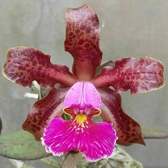 Schilleriana tipo