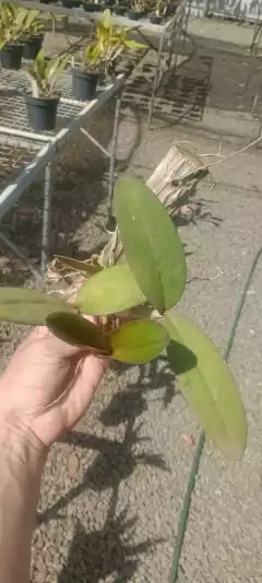 Schilleriana tipo - comprar online