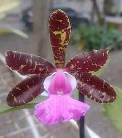 Aclandiae nigrescens x self