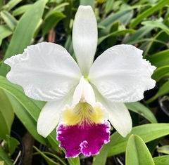 Cattleya labiata semi alba x Cattleya lueddmanniana "Cerro Verde " - comprar online