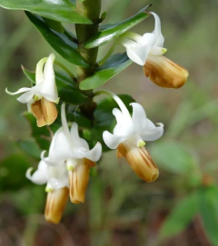 Dendrobium ellipsophyllum - comprar online