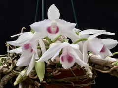 Dendrobium parishii semi albo - comprar online