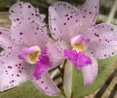 Amethystoglossa amesiana - comprar online