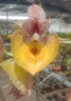 Catasetum orchidglade 'Davie Ranches' - comprar online