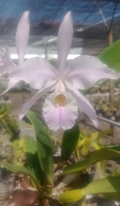 Labiata amesiana - comprar online