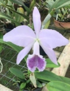 Labiata coerulea - comprar online