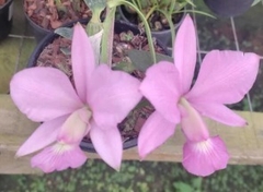 Walkeriana vinicolor - comprar online