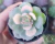 ECHEVERIA SWEET EVANS POTE 6