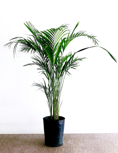 PLANTA ARECA G SOLA (SIN MACETA)