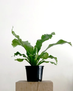 PLANTA ASPLENIUM (SIN MACETA) - comprar online