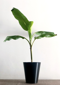 Maceta Cónica alta 30cm - comprar online