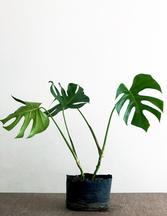 PLANTA MONSTERA DELICIOSA "COSTILLA DE ADAN" GRANDE SOLA (SIN MACETA)