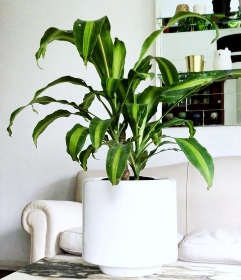 Maceta De Fibra De Vidro Alta Grande