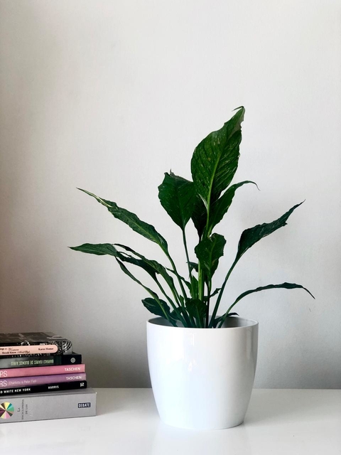 Spathyphillum Variegada (Sin maceta)