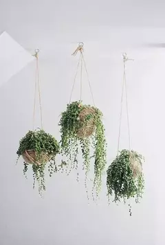 Colgado de plantas en techo
