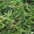 Musgo Artificial P/ Arranjos e Jardins 5 Litro - loja online