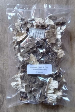 Cogumelo Cauda de Peru (Trametes versicolor) desidratado embalado à vácuo - 10 gramas ou 100 gramas na internet
