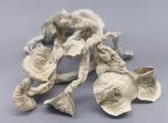 Cogumelo Mágico Psilocybe cubensis TAT (True Albino Teacher) - desidratado embalado à vácuo (3g, 15g, 30g, 50g ou 100g)