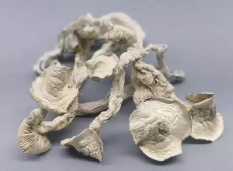 Cogumelo Mágico Psilocybe cubensis TAT (True Albino Teacher) - desidratado embalado à vácuo (3g, 15g, 30g, 50g ou 100g)