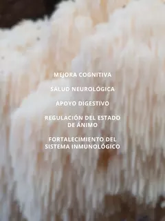 Melena de Leon doble extracto 100ml - comprar online