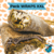 Banner de Viandas saludables HealthyNutrition