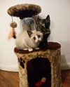 Rascador con cama cucha para gatos y 3 juguetes colgantes. Color Beige con habano igual a la foto. - comprar online