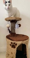 Rascador con cama cucha para gatos y 3 juguetes colgantes. Color Beige con habano igual a la foto.