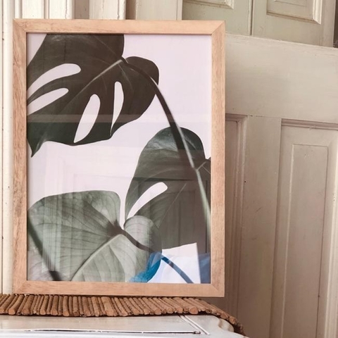 Monstera 2