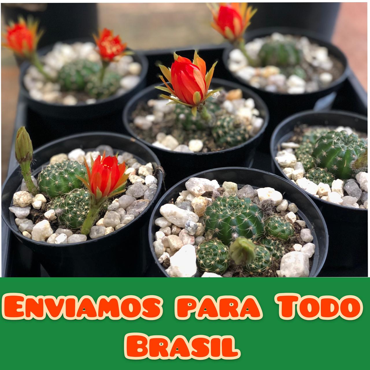 Banner de Garden Ateliê das Artes
