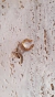 EARCUFF BAÑO ORO | FREYA en internet