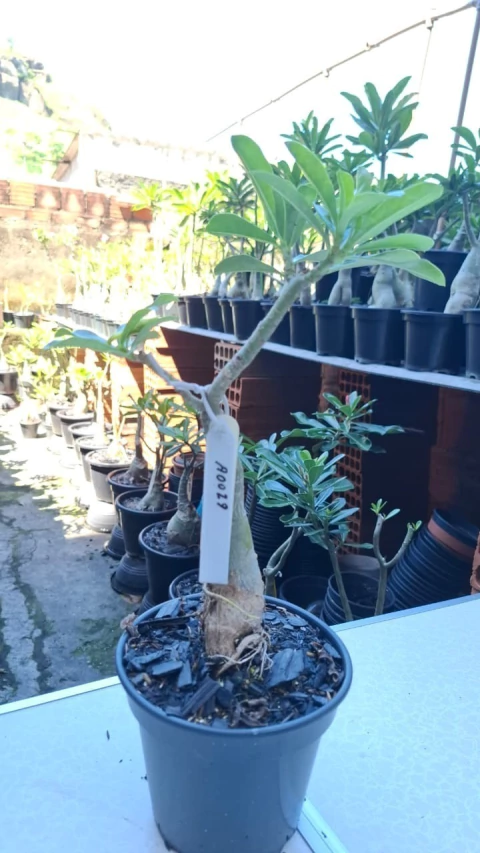 A0029 ROSA DO DESERTO BORIS ICE