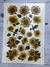 Flores, Plantas y mariposas - comprar online