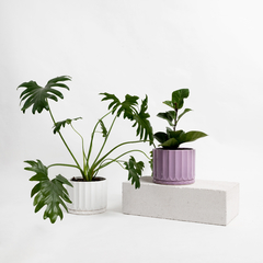 Maceta Pothia con plato lila - Moshi Home