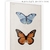 Quadro - Borboleta 1 - comprar online