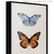 Quadro - Borboleta 1