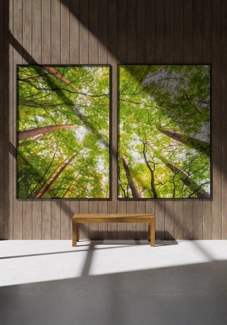 Kit - Floresta em sequência - comprar online